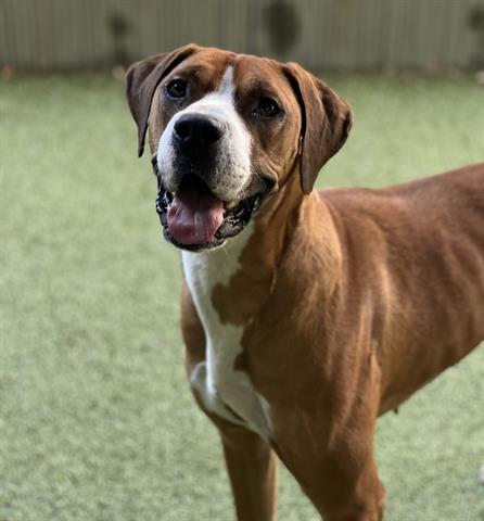 JEWELS, an adoptable Harrier, Mixed Breed in San Martin, CA, 95046 | Photo Image 1