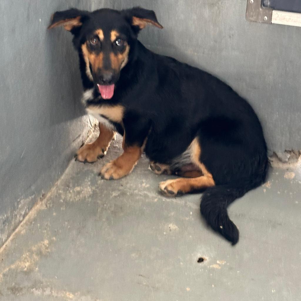 Stubs / 0389 // 00751, an adoptable Corgi, Mixed Breed in Harlingen, TX, 78550 | Photo Image 1