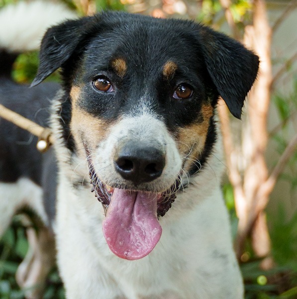 Xylene (Soi Dog), an adoptable Australian Shepherd, Jindo in Seattle, WA, 98125 | Photo Image 1