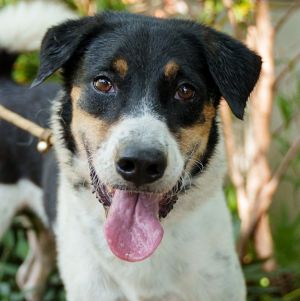 Xylene (Soi Dog), Adult Male Australian Shepherd