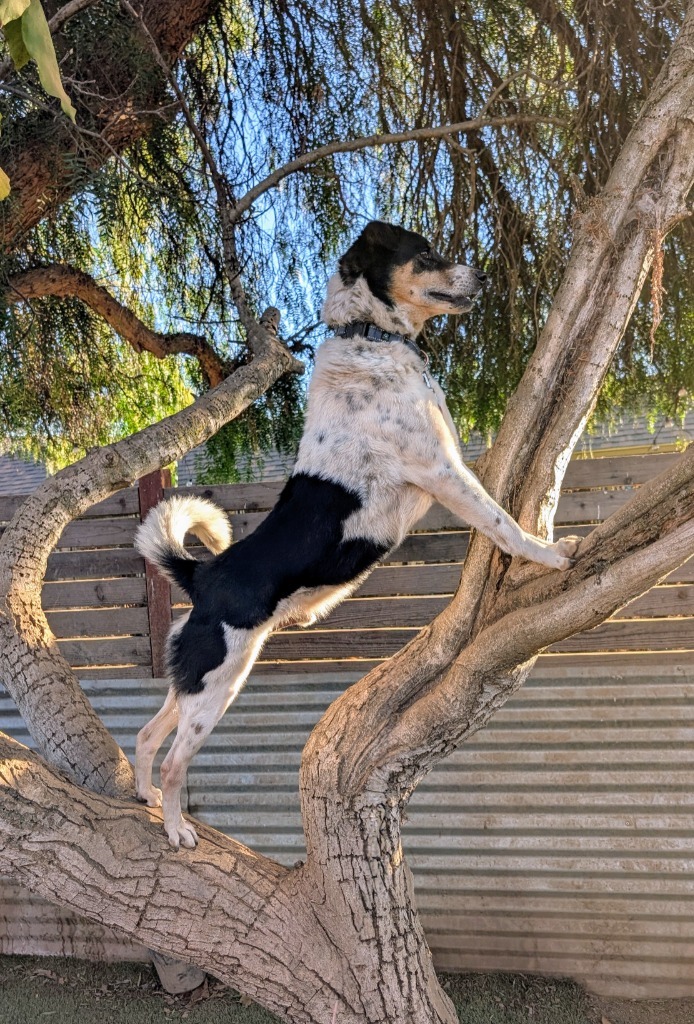 Xylene (Soi Dog), an adoptable Australian Shepherd, Jindo in Seattle, WA, 98125 | Photo Image 2