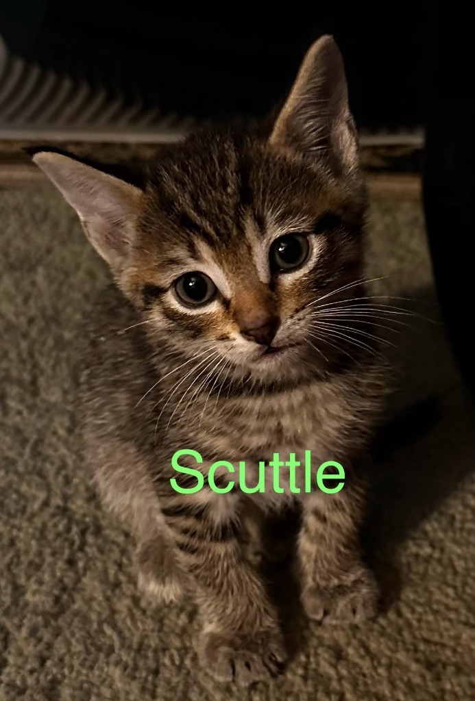 SCUTTLE Kitten (m)