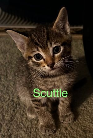 SCUTTLE Kitten (m)