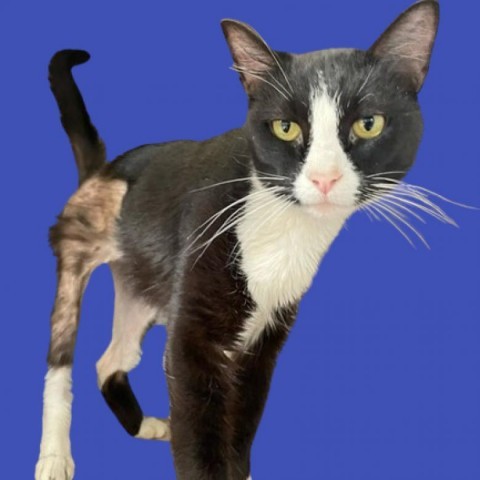 Rosalina, an adoptable Domestic Short Hair in Tuscaloosa, AL, 35401 | Photo Image 1