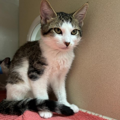 Mick, an adoptable Domestic Short Hair in Yuma, AZ, 85365 | Photo Image 1