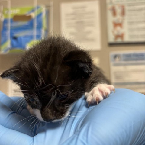 Moo, an adoptable Domestic Short Hair in Yuma, AZ, 85365 | Photo Image 1