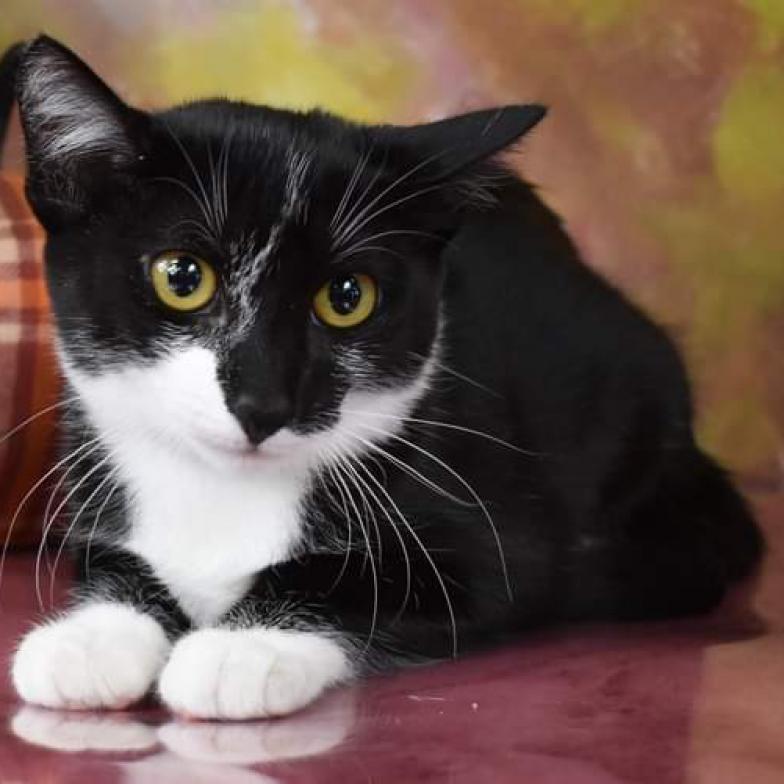 Moo, an adoptable Domestic Short Hair in Yuma, AZ, 85365 | Photo Image 1