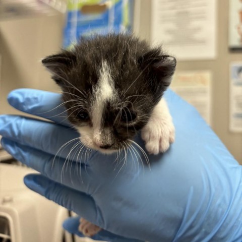 Cou, an adoptable Domestic Short Hair in Yuma, AZ, 85365 | Photo Image 1