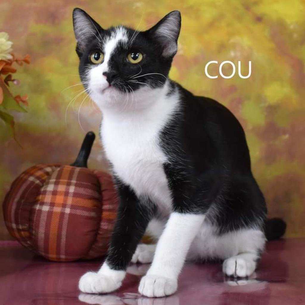 Cou, an adoptable Domestic Short Hair in Yuma, AZ, 85365 | Photo Image 1