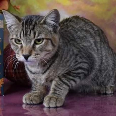 Doo, an adoptable Domestic Short Hair in Yuma, AZ, 85365 | Photo Image 1