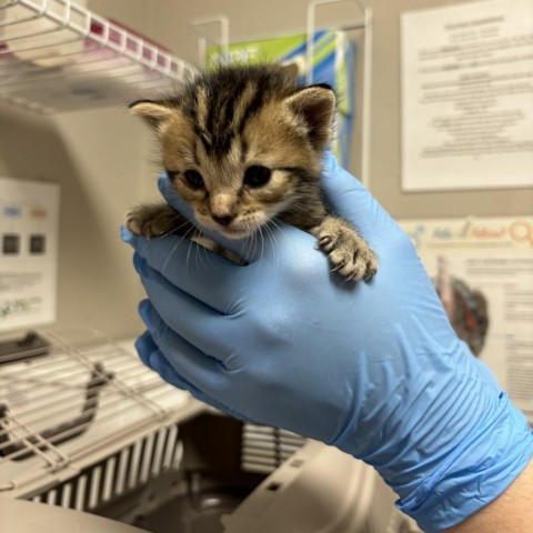 Two, an adoptable Domestic Short Hair in Yuma, AZ, 85365 | Photo Image 1