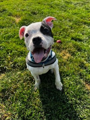 Poppy, Young Female Boxer
