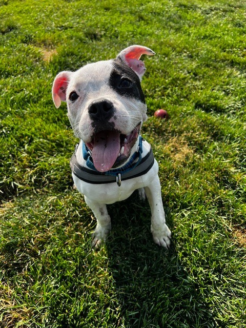 Poppy, an adoptable Boxer, Terrier in South Bend, IN, 46614 | Photo Image 1