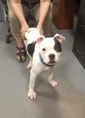 Poppy, an adoptable Boxer, Terrier in South Bend, IN, 46614 | Photo Image 2