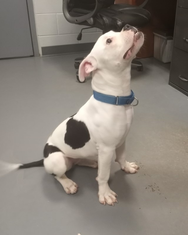 Poppy, an adoptable Boxer, Terrier in South Bend, IN, 46614 | Photo Image 3