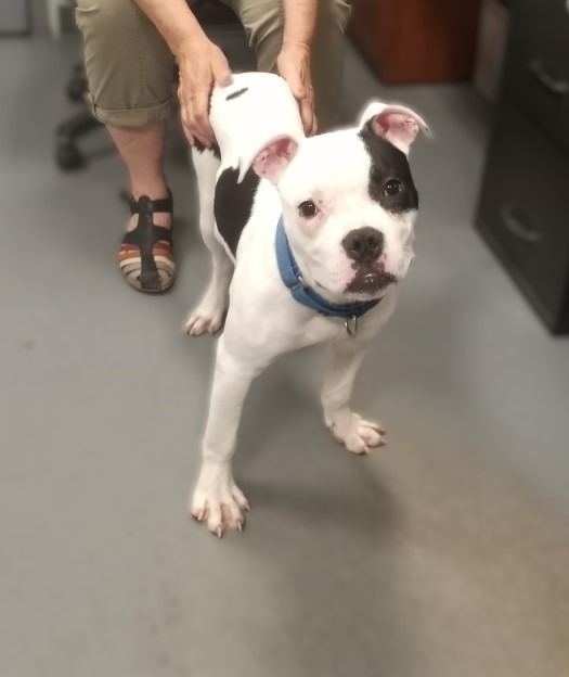Poppy, an adoptable Boxer, Terrier in South Bend, IN, 46614 | Photo Image 4
