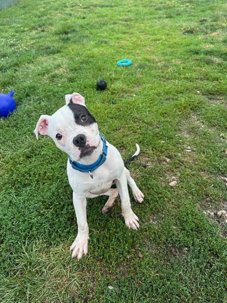 Poppy, an adoptable Boxer, Terrier in South Bend, IN, 46614 | Photo Image 5