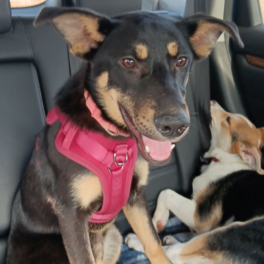 Stout, an adoptable Shepherd in Sioux Falls, SD, 57106 | Photo Image 1