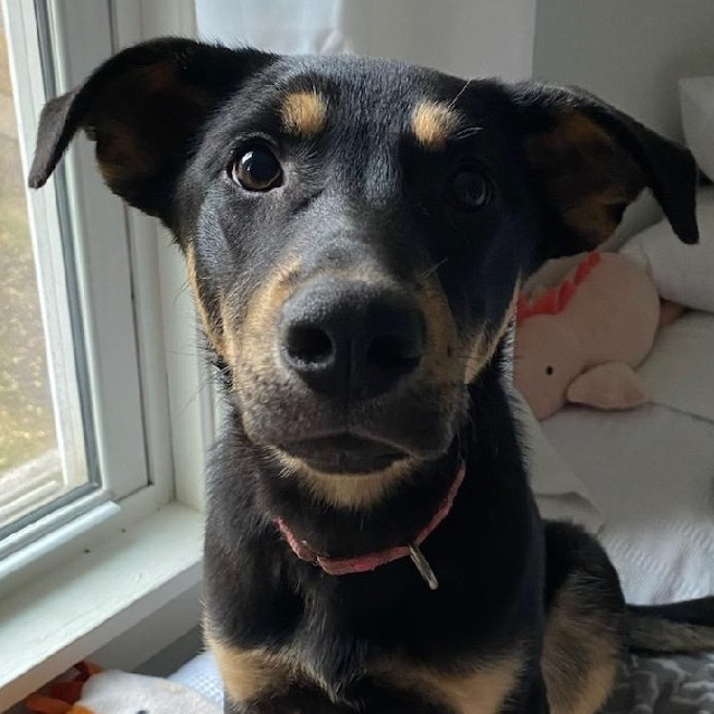 Stout, an adoptable Shepherd in Sioux Falls, SD, 57106 | Photo Image 1