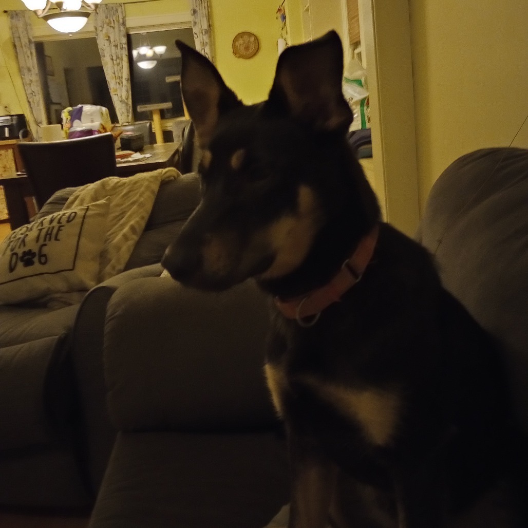 Stout, an adoptable Shepherd in Sioux Falls, SD, 57106 | Photo Image 3