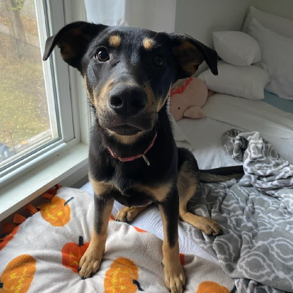 Stout, an adoptable Shepherd in Sioux Falls, SD, 57106 | Photo Image 3