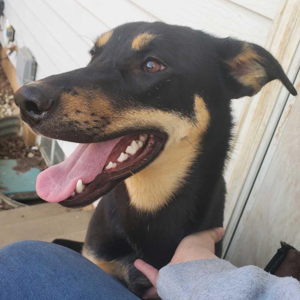 Stout, an adoptable Shepherd in Sioux Falls, SD, 57106 | Photo Image 5