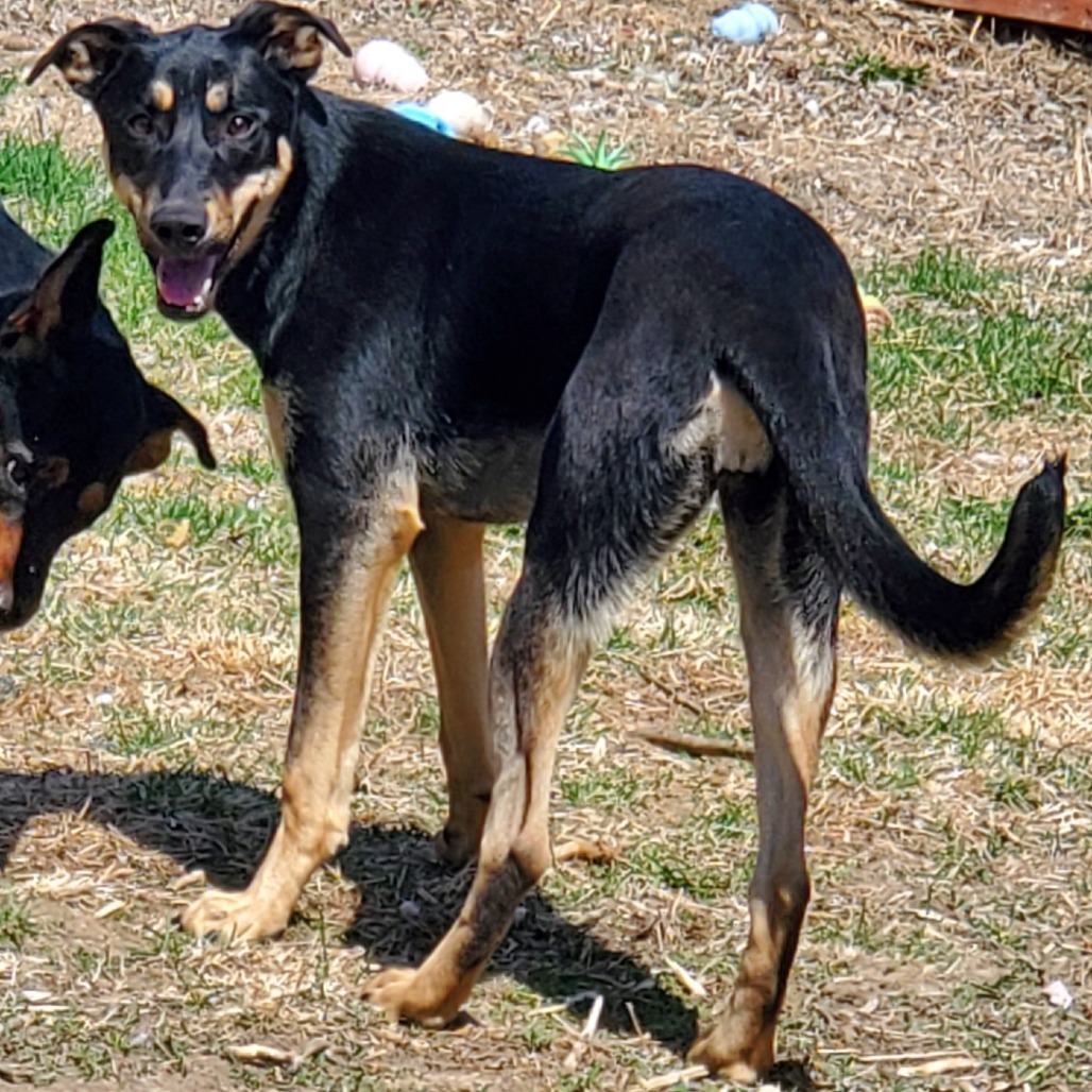 Stout, an adoptable Shepherd in Sioux Falls, SD, 57106 | Photo Image 6