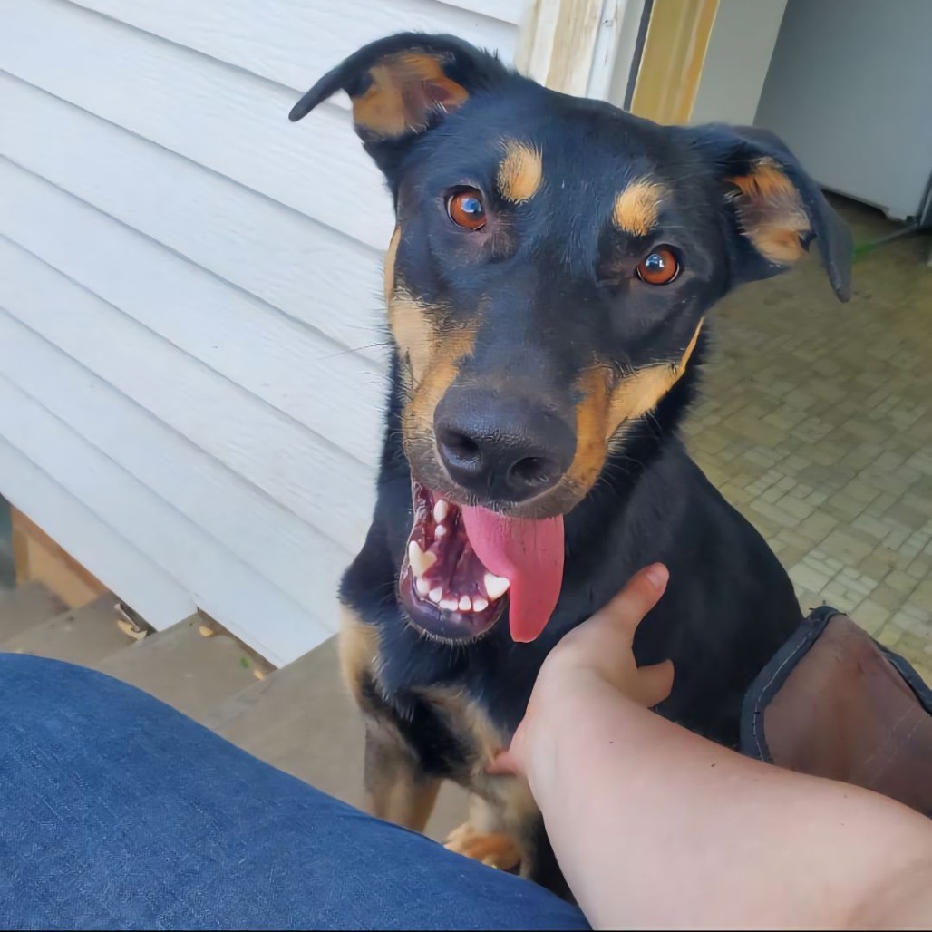 Stout, an adoptable Shepherd in Sioux Falls, SD, 57106 | Photo Image 6