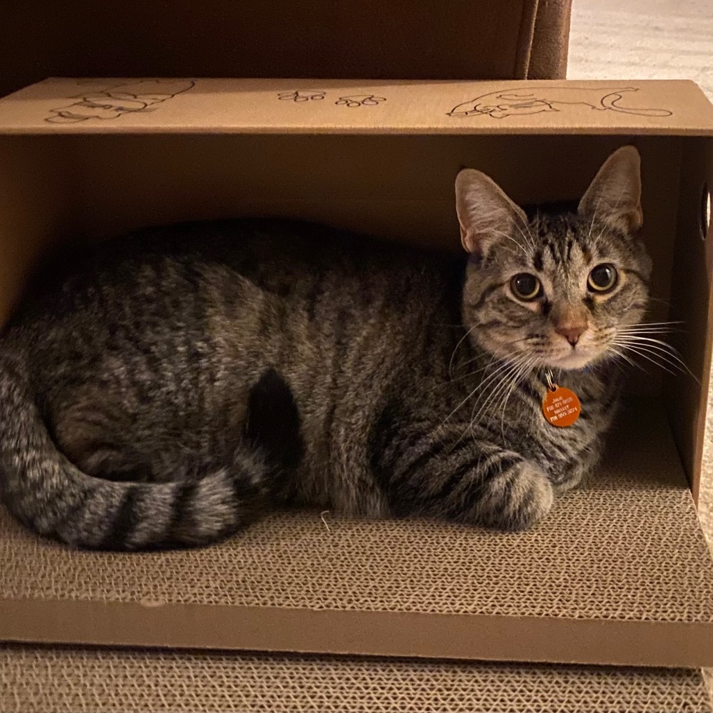 Sofia, an adoptable Domestic Short Hair in Bismarck, ND, 58507 | Photo Image 1