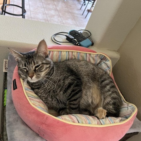 Sofia, an adoptable Domestic Short Hair in Bismarck, ND, 58507 | Photo Image 2