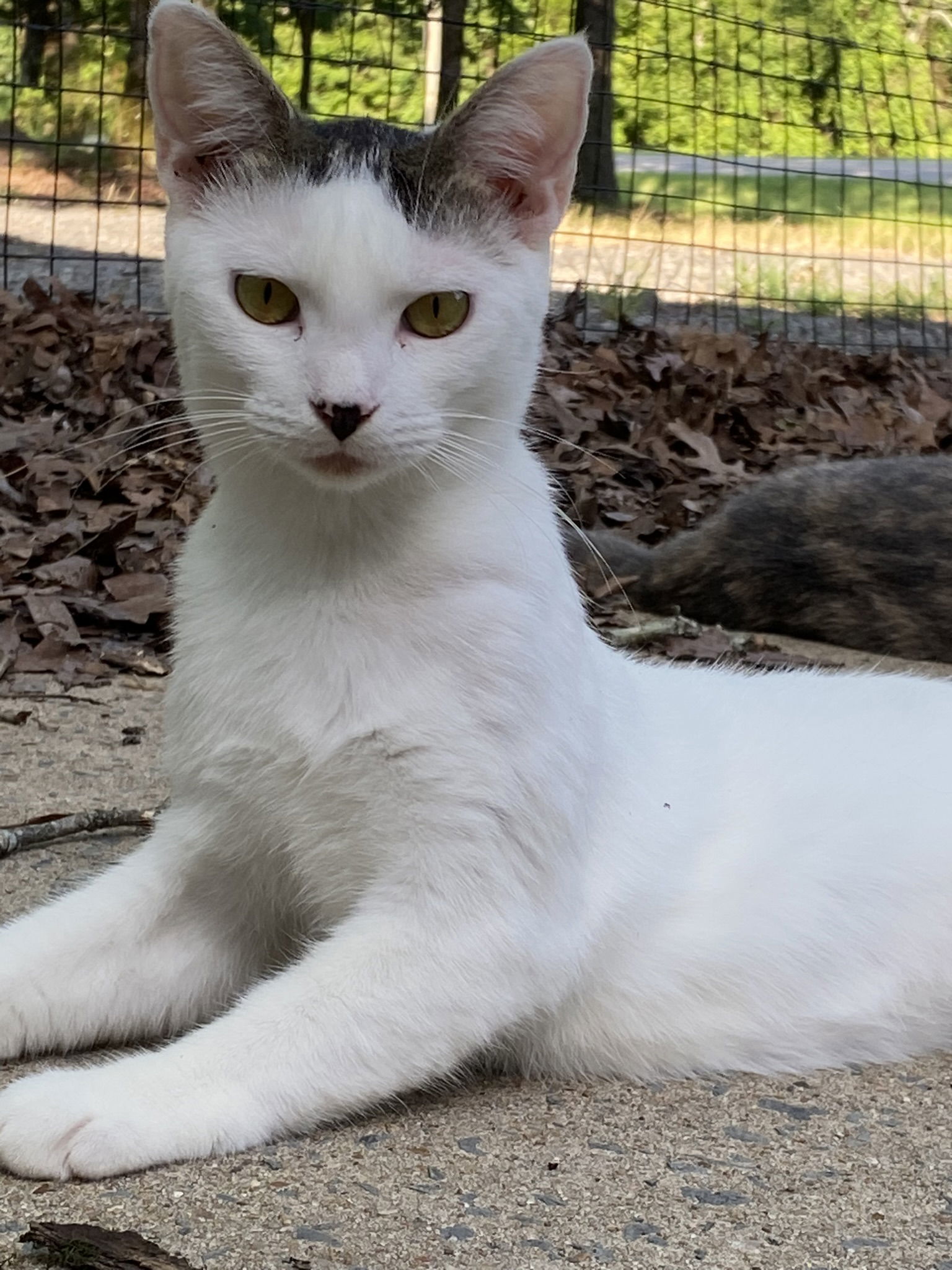 Lexi, an adoptable Domestic Short Hair in Drasco, AR, 72530 | Photo Image 1