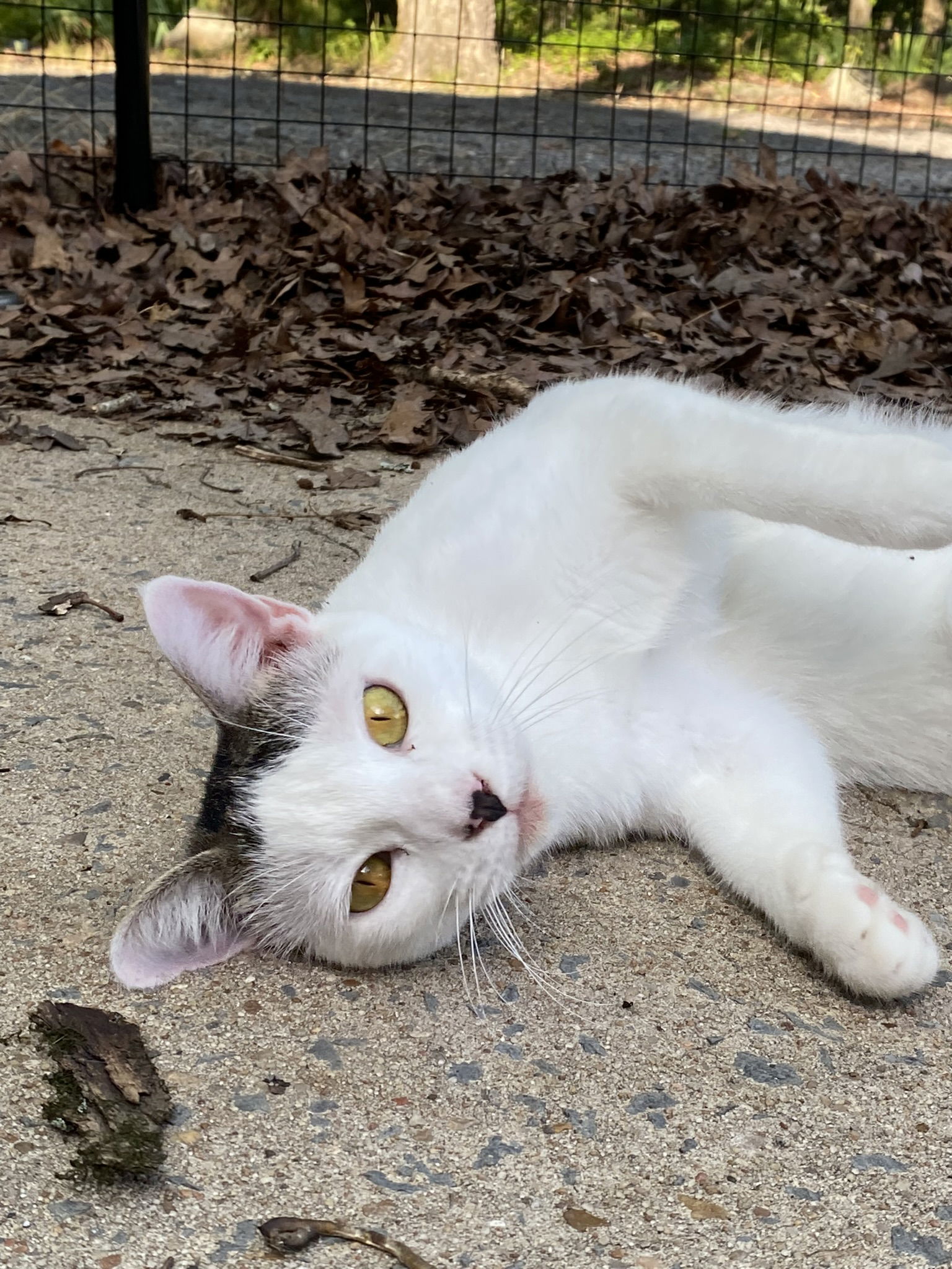 Lexi, an adoptable Domestic Short Hair in Drasco, AR, 72530 | Photo Image 2