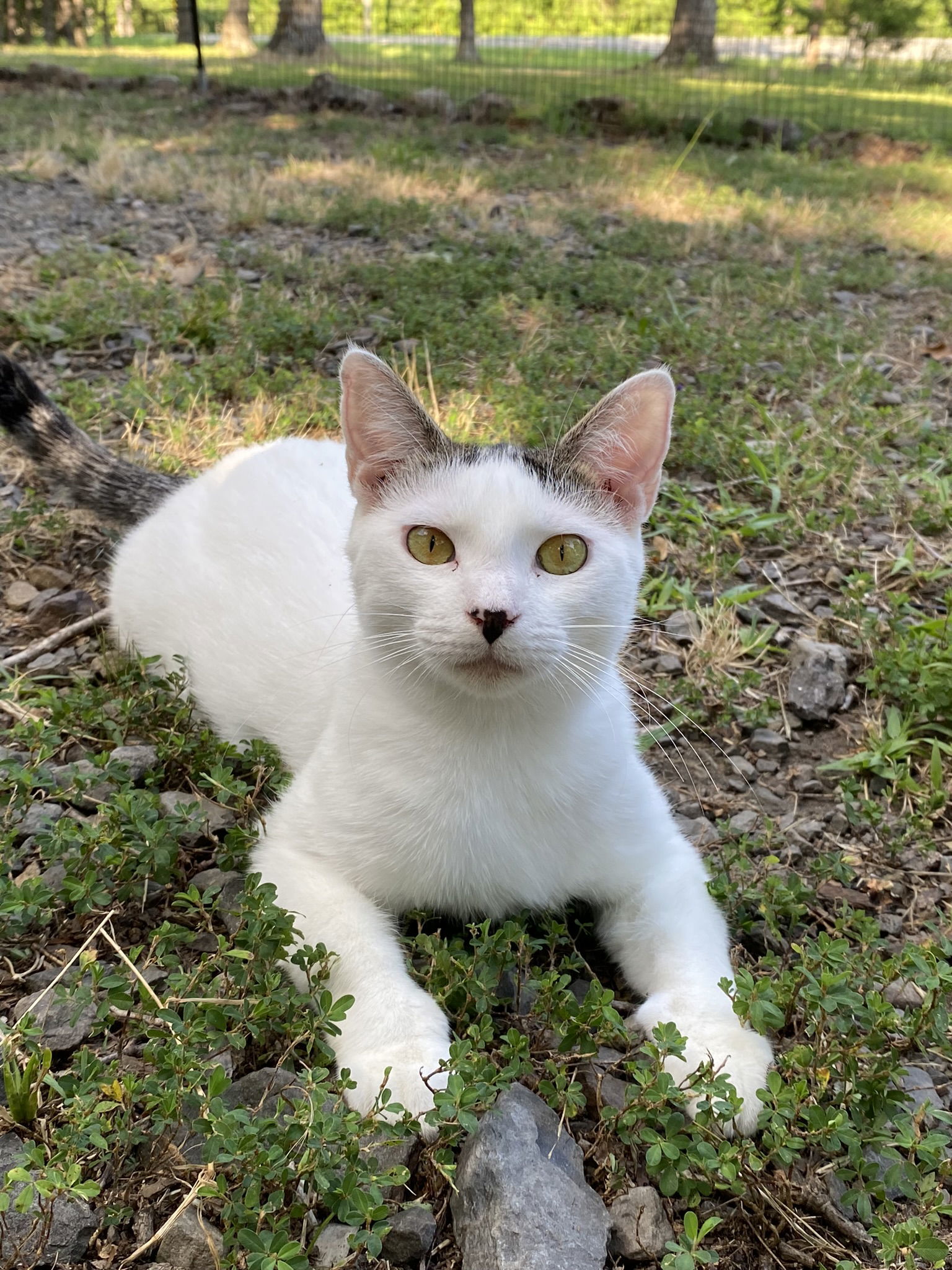 Lexi, an adoptable Domestic Short Hair in Drasco, AR, 72530 | Photo Image 3