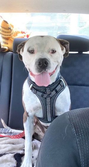 Branch, Adult Male American Staffordshire Terrier