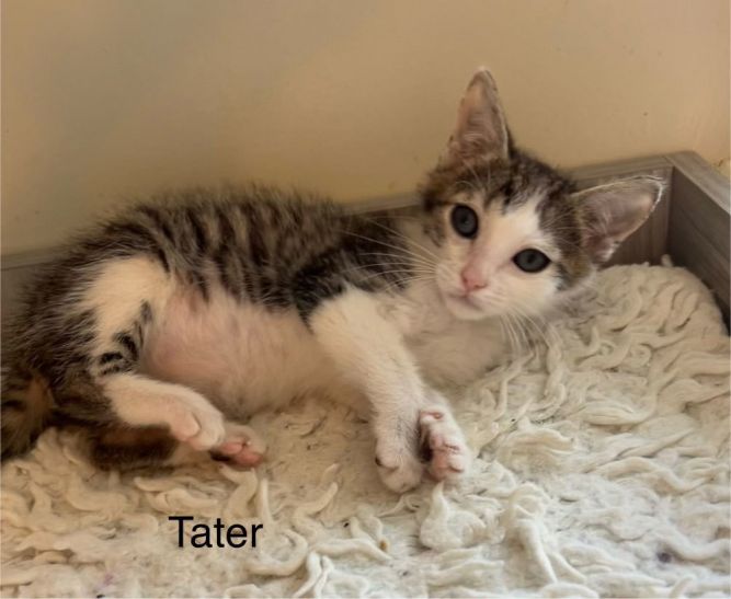 Tater