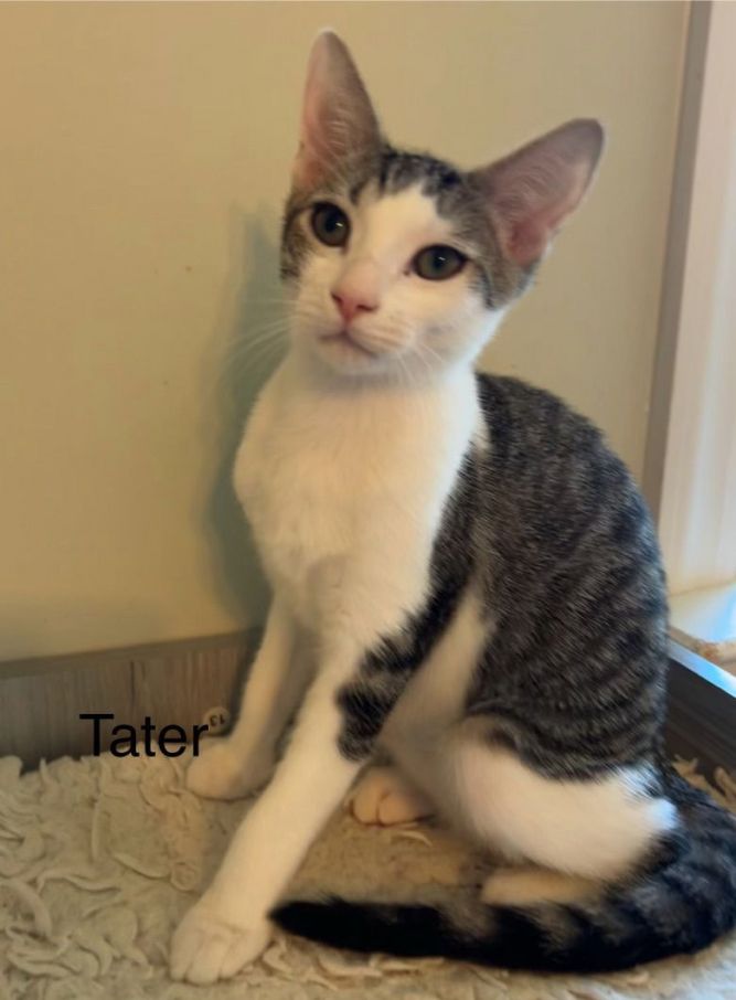 Tater