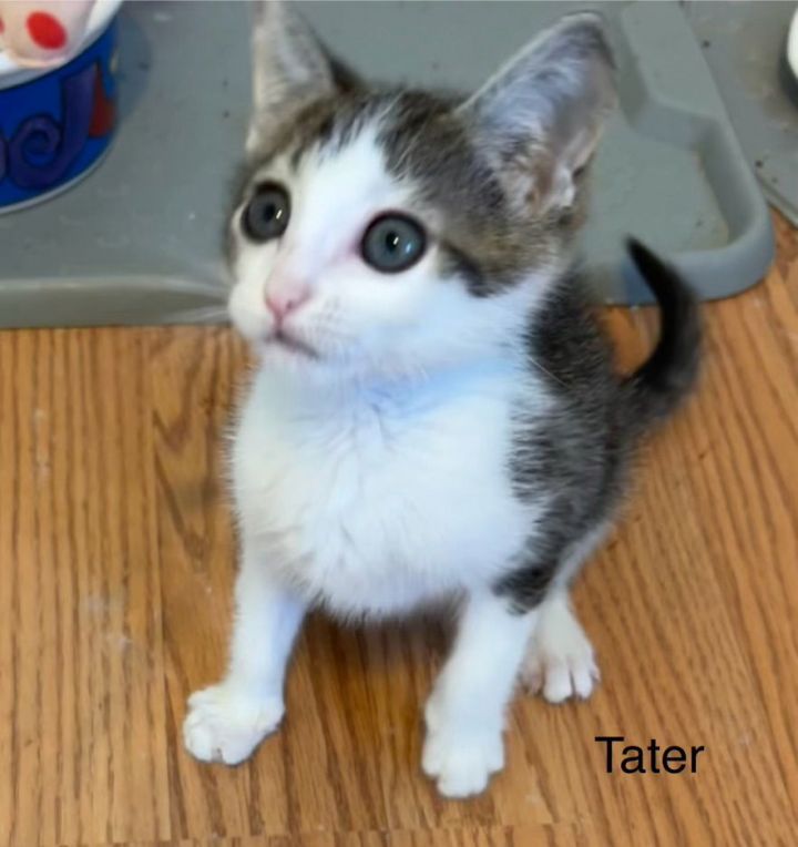 Tater 3