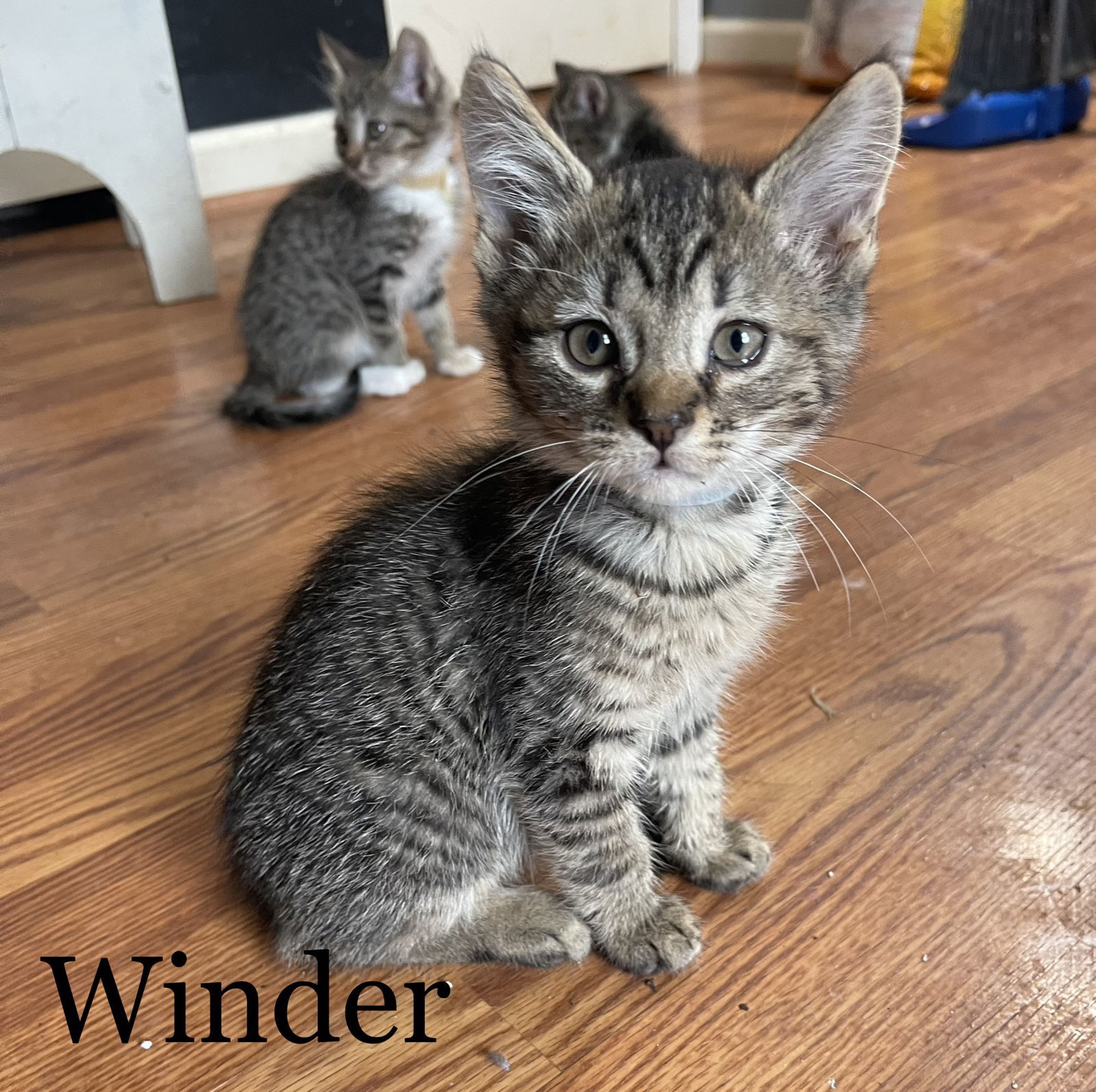 Winder (24-381)