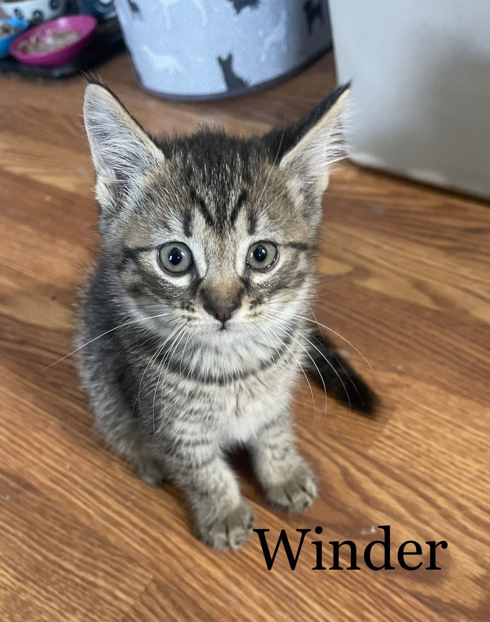 Winder (24-381)
