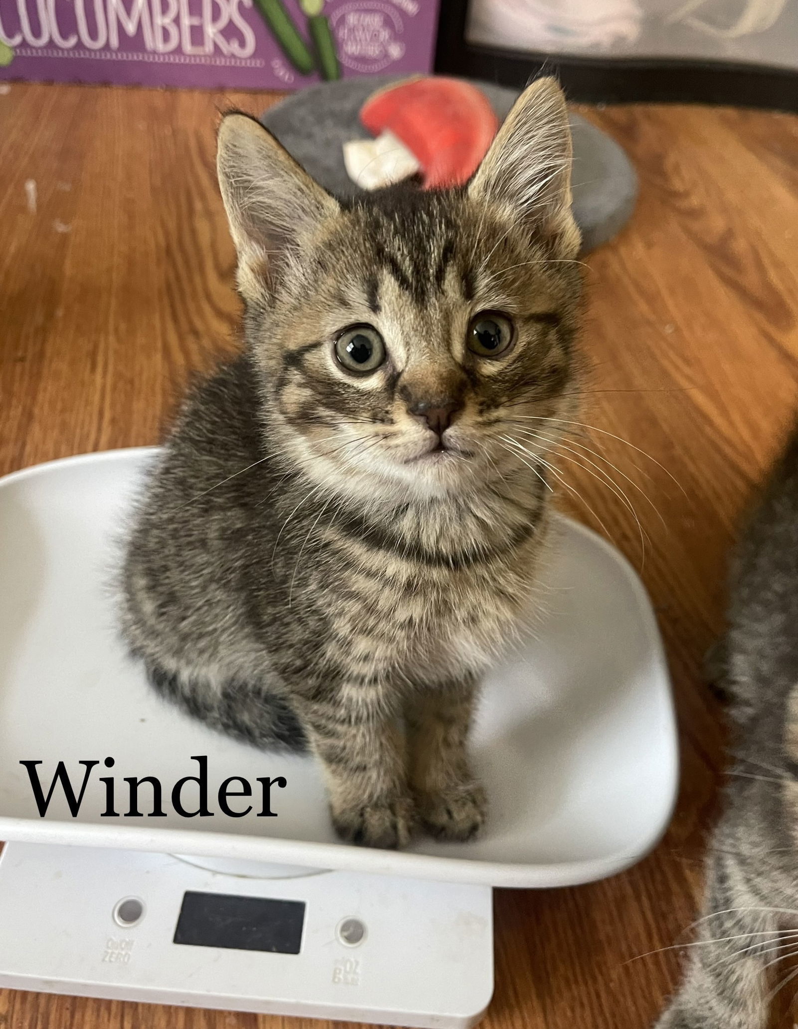 Winder (24-381)