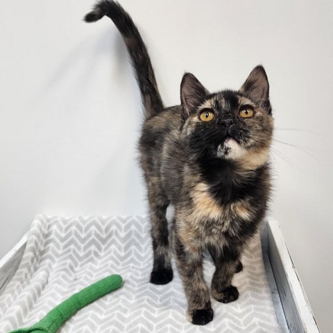 Gremmy, an adoptable Domestic Short Hair in Great Falls, MT, 59404 | Photo Image 1