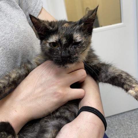 Gremmy, an adoptable Domestic Short Hair in Great Falls, MT, 59404 | Photo Image 2