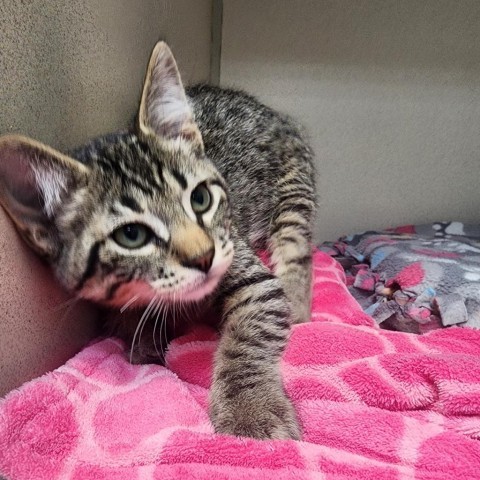 Jameson, an adoptable Domestic Short Hair in Great Falls, MT, 59404 | Photo Image 2