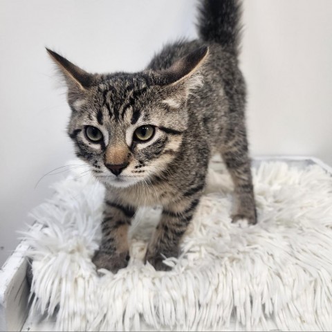 Oleary, an adoptable Domestic Short Hair in Great Falls, MT, 59404 | Photo Image 1