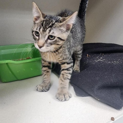 Oleary, an adoptable Domestic Short Hair in Great Falls, MT, 59404 | Photo Image 2