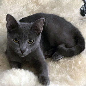 Cashmere, an adoptable Domestic Short Hair in Garner, NC, 27529 | Photo Image 1