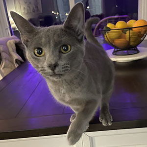 Cashmere, an adoptable Domestic Short Hair in Garner, NC, 27529 | Photo Image 2