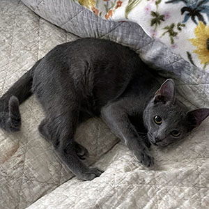 Cashmere, an adoptable Domestic Short Hair in Garner, NC, 27529 | Photo Image 3