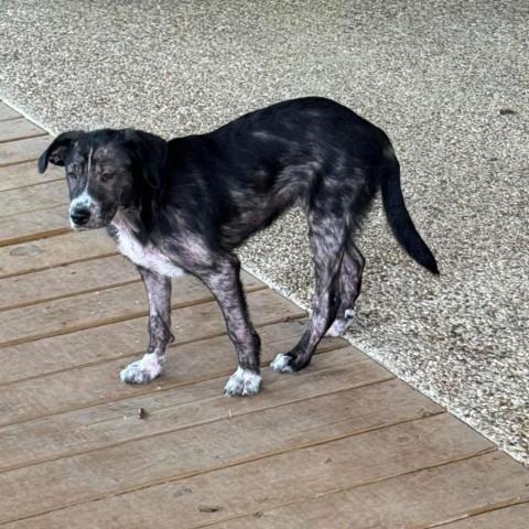 Gwendolyn (Winnie), an adoptable Labrador Retriever in Fargo, ND, 58102 | Photo Image 6