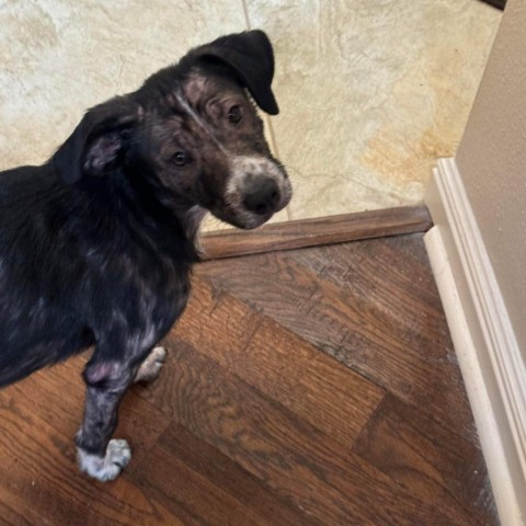 Gwendolyn (Winnie), an adoptable Labrador Retriever in Fargo, ND, 58102 | Photo Image 7